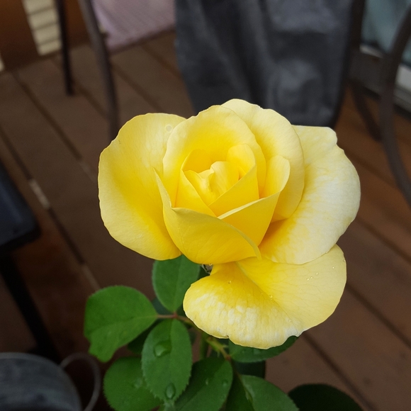 Meet your Posher, Amelia - Picture 4 of 5